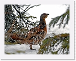 koppelo_female capercailzie3 * 640 x 492 * (142KB)
